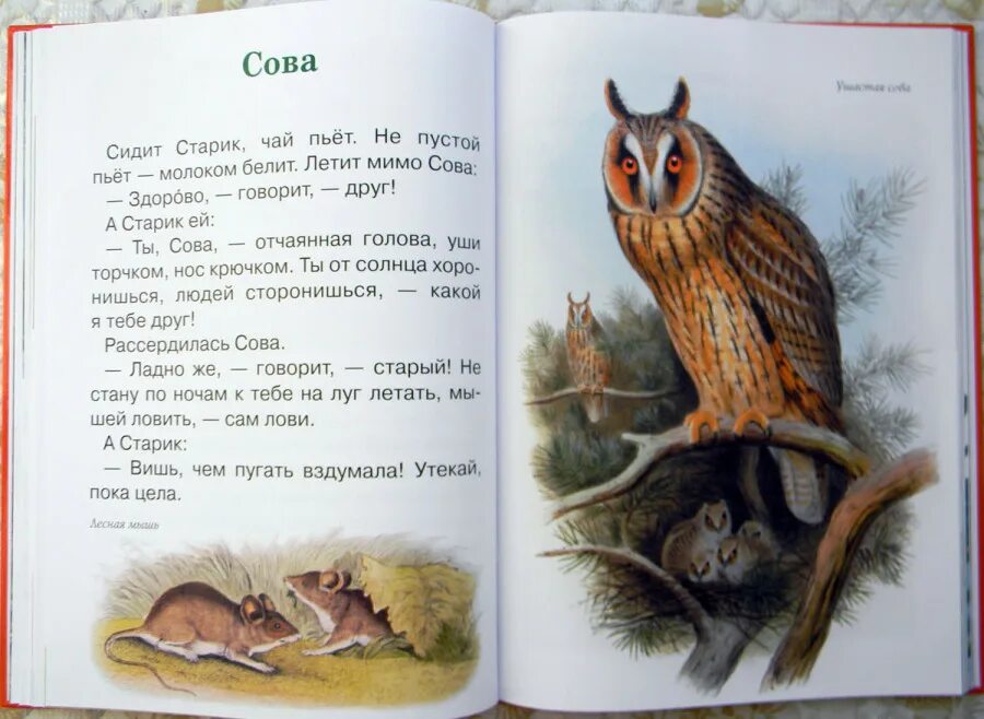 Небольшое произведение о животных