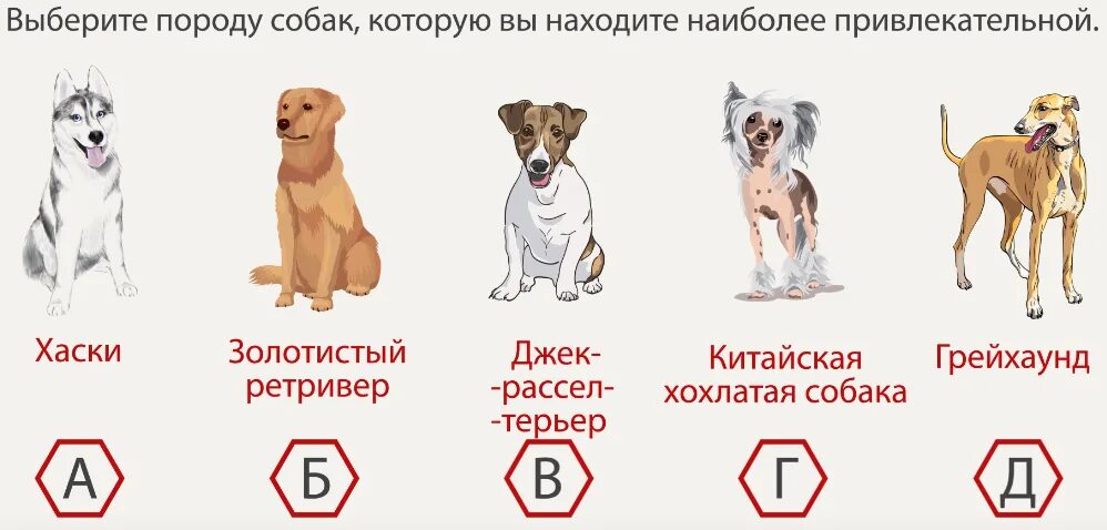 Выбор породы собаки. Выбор породы собаки тест. Подобрать породу собаки. Тест про собак.