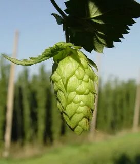 Hop pearl
