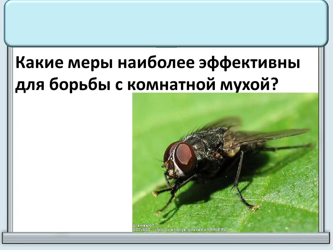 Эффективно борьба с мухами. Меры борьбы с комнатной мухой. Какие меры наиболее эффективны для борьбы с комнатной мухой. Методы борьбы с комнатными мухами. Меры профилактики от комнатной мухи.