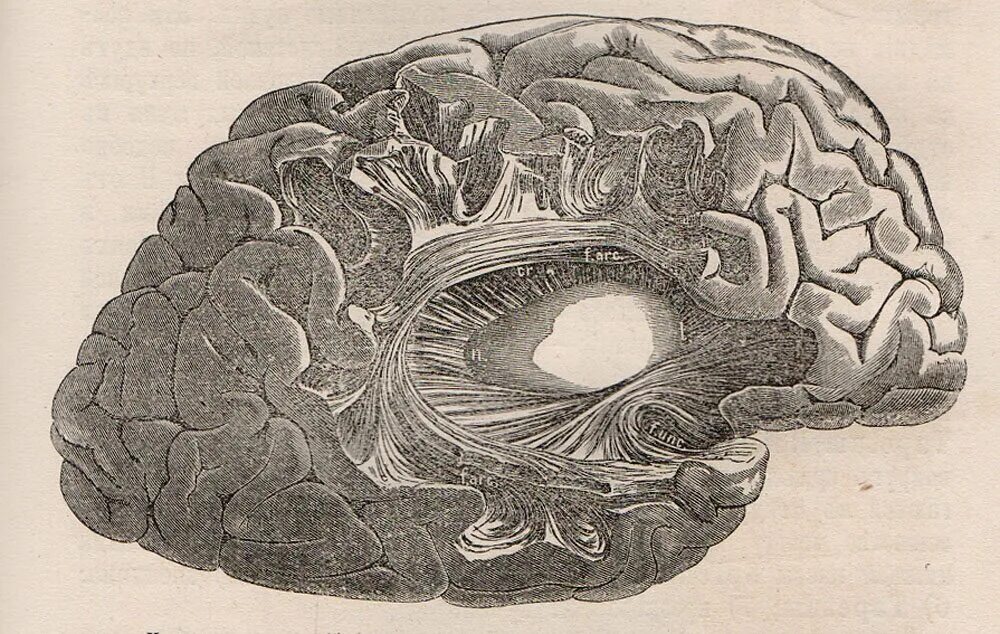 психиатрия мозга. средний мозг. нейронауки схема. психиатрия мозг. рептильный мозг лимбический мозг и неокортекс.
