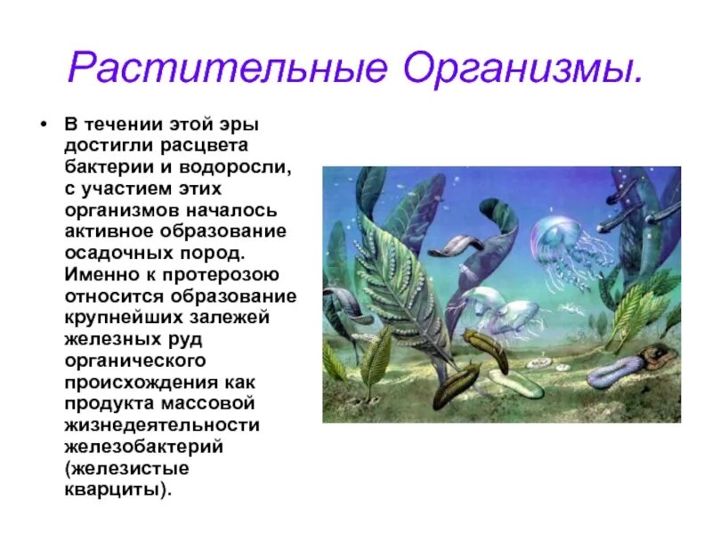 Появление водорослей эра. Эра протерозой растительный и животный мир. Протерозойская Эра растительный мир водоросли. Многоклеточные водоросли протерозоя. Изменения в растительном мире в протерозойскую эру.