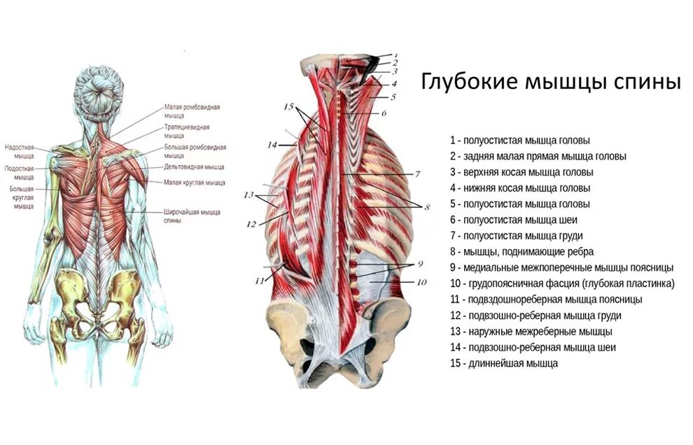 Глубокая поясница. Глубокие мышцы поясницы анатомия. Анатомия прямой мышцы спины. Глубокие мышцы спины глубокий слой. Разгибатели спины анатомия мышцы спины.