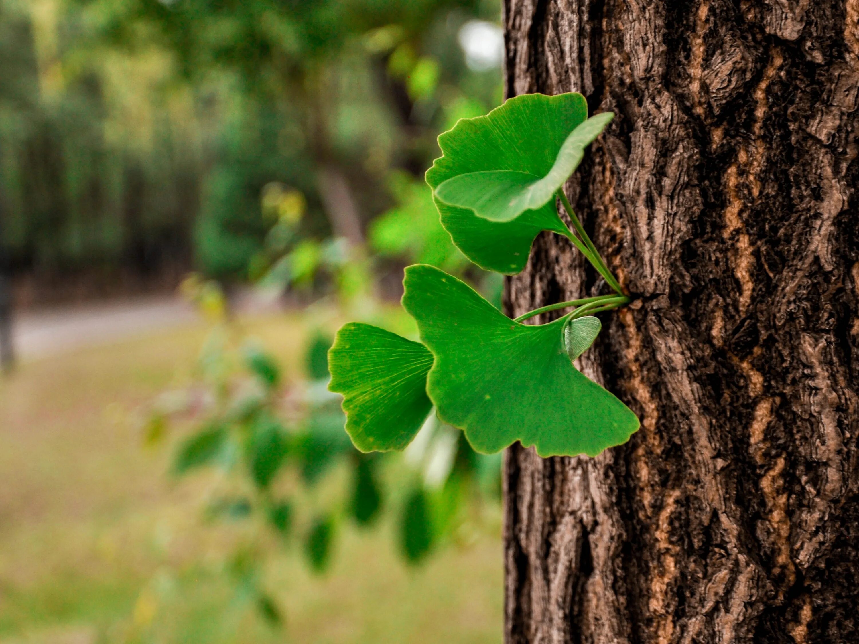 My new tree. Гинкго двулопастный дерево. Гинкго билоба дерево. Лист дерева гинкго билоба. Гинкго билоба (Ginkgo Biloba).