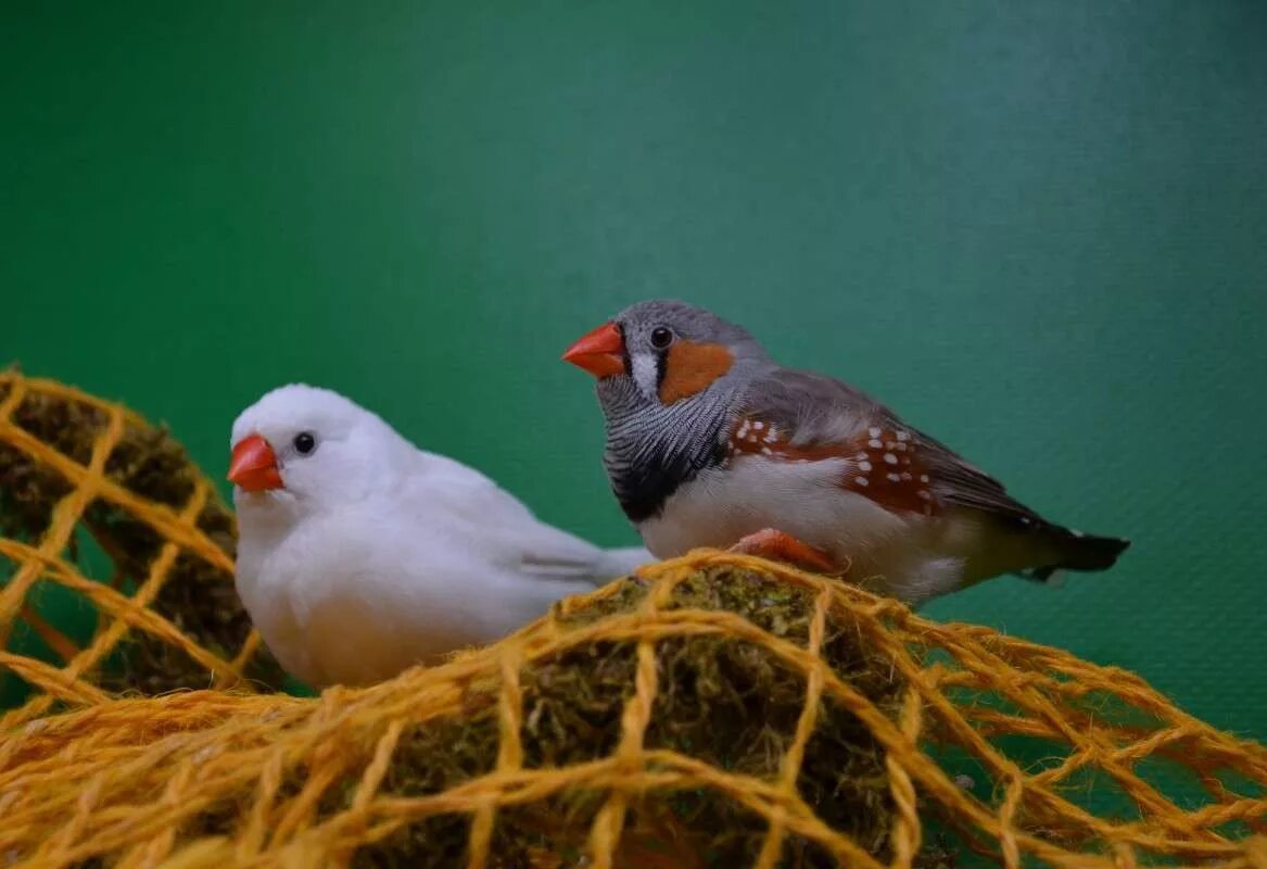 амадины тигровые. зеброобразные амадины. размер амадинов. зебровая амадина ручная. кенер амадины и какарики.