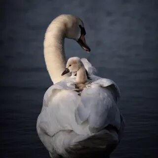 Swan перевод