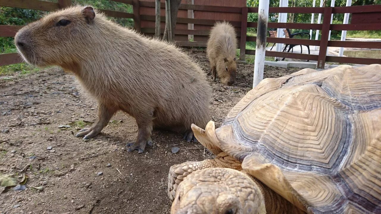 Где в зоопарке капибары. Ленинградский зоопарк капибара. Капибары Берлин зоопарк. Сафари-парк Краснодар капибары. Парк птиц воробьи капибара.