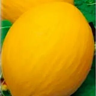 Дыня казачок