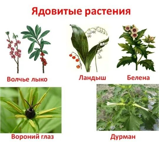 Вороний лыко. Волчье лыко и вороний глаз. волчье лыко ядовитое растение. ядовитые растения волчье лыко и вороний глаз. растение волчье лыко вороний глаз.