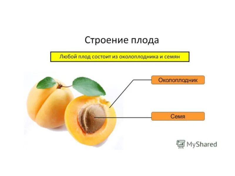 аннато (bixa orellana) состав. завязи плодов яблонь. цветок плод семя. экзотические семена и плоды. плод цветка.