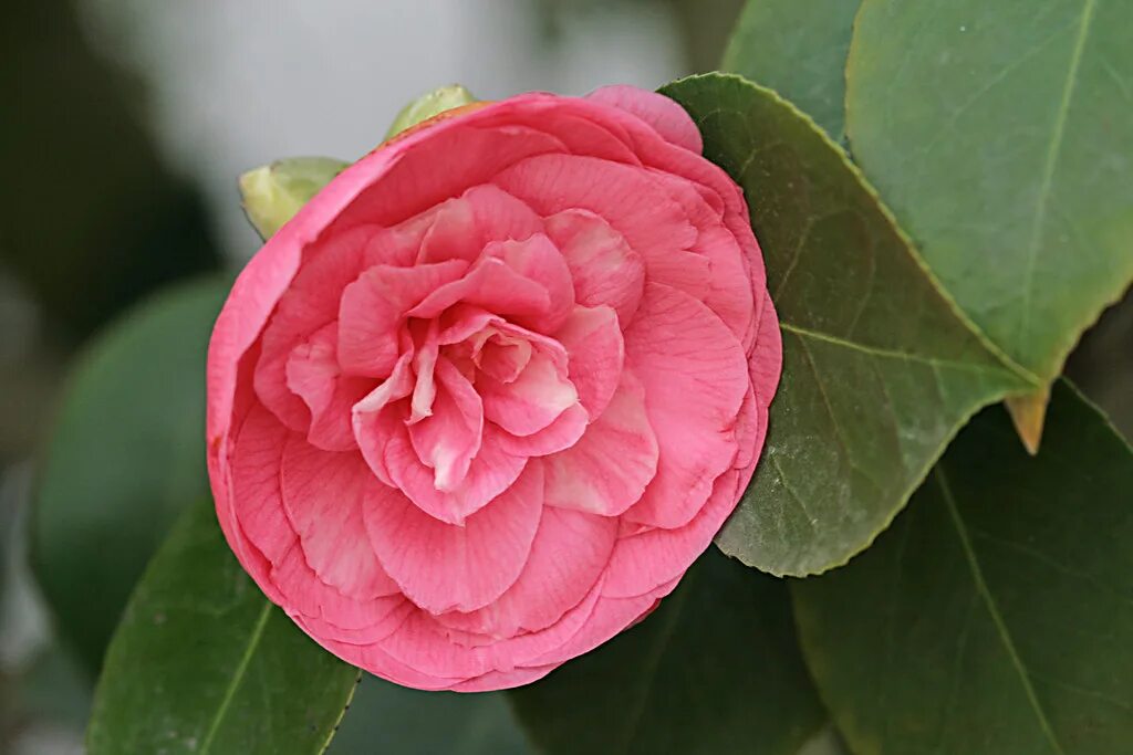 Роза миддлемист. Красная камелия миддлемист. Роза красный миддлемист. 1. Роза красный миддлемист.