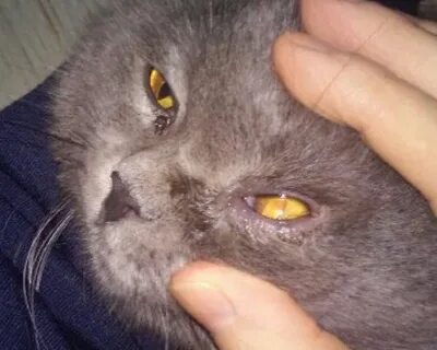 Кот коричневые выделения