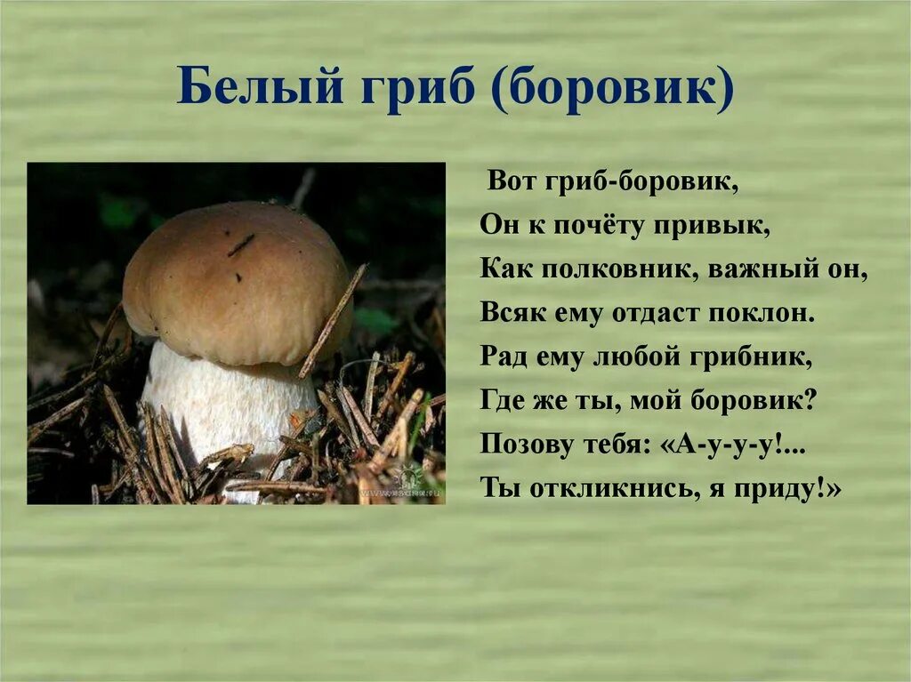 рассказ про белый гриб 5 класс биология. доклад 5 биология грибы. рассказ о белом грибе. сообщение о грибе боровике. гриб лисичка описание для 3 класса.