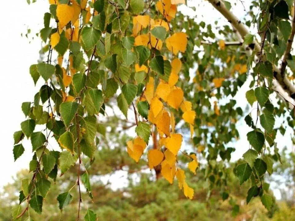 Березка пожелтела. Береза желтая Betula lutea. Береза желтая (Betula costata). Береза повислая осенью. Березка с желтыми листьями.