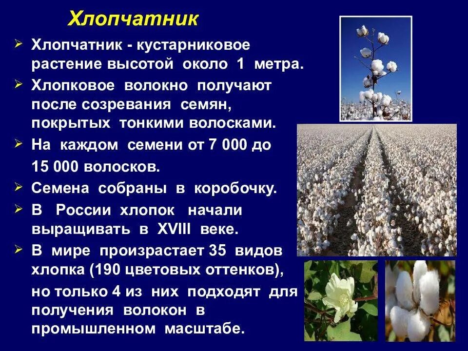 Хлопчатник ареал. Хлопчатник особенности. Сообщение о хлопчатнике. Сведения про хлопок. Страны выращивающие хлопок