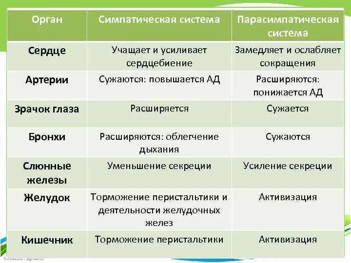 Симпатический отдел выполняет функции. Влияние симпатической и парасимпатической систем. Зрачок симпатическая система парасимпатическая система. Учащает сердечные сокращения парасимпатический и симпатический. Влияние симпатической нервной системы на сердце.