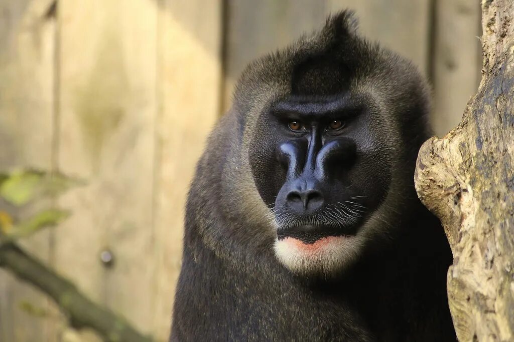 Drill monkey