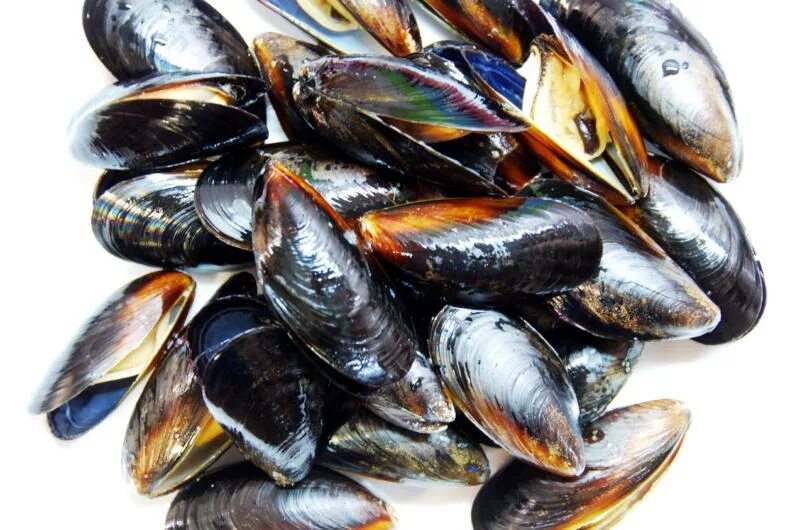 Сбор мидий. Культивирование мидий. Мидии в рассоле. Как вырастить мидии в домашних условиях. Аквакультура мидии.