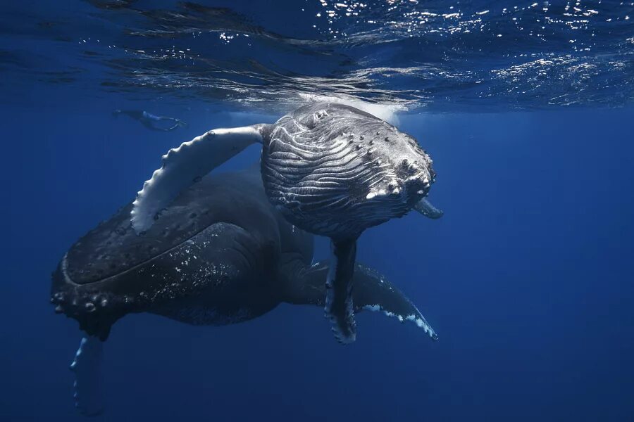 Горбатый кит. Кит фото. Морские обитатели кит. Красивый кит.