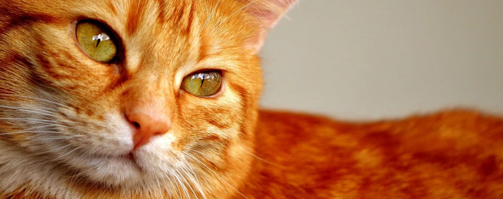 Где рыжий. Рыжий кот. Огненно рыжая кошка. Грустный рыжий кот. Оранжевая кошка.