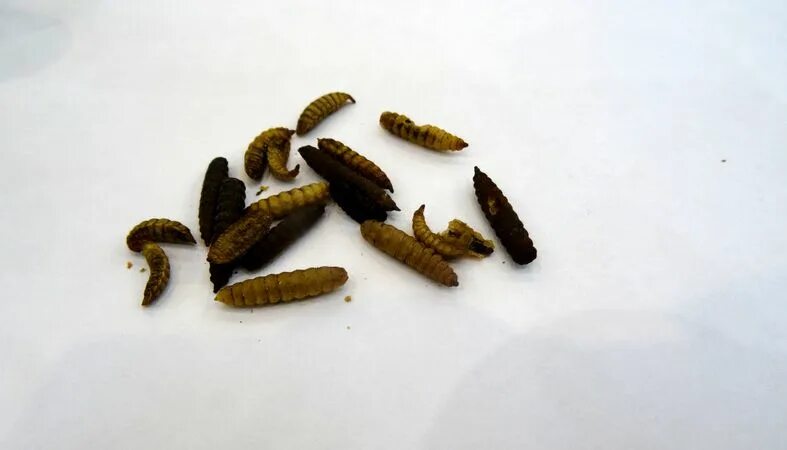 Личинки мясных мух опарыши. Изготовление личинок. Изготовление личинок. Черная львинка личинки. Tenebrio molitor личинка.