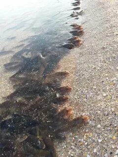 Рыба большая азовское море