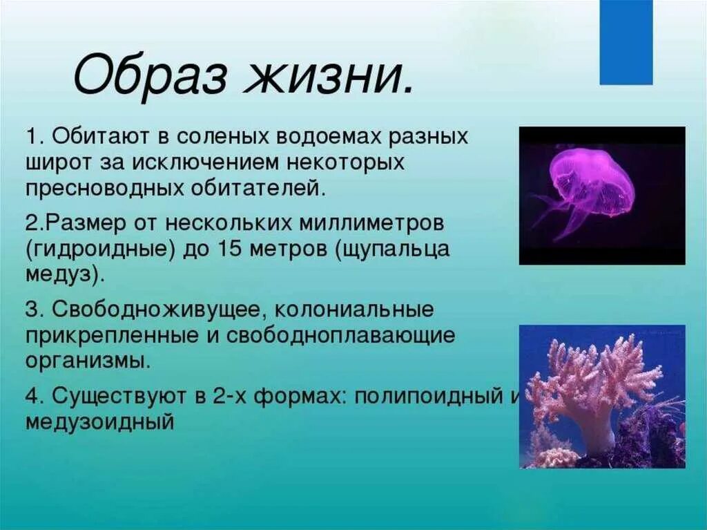 Кишечнополостные 7 класс биология медуза. Образ жизни сцифоидных медуз. Сцифоидные Кишечнополостные. Кишечнополостные морские Гидроидные. Что такое прикрепленный образ жизни в биологии