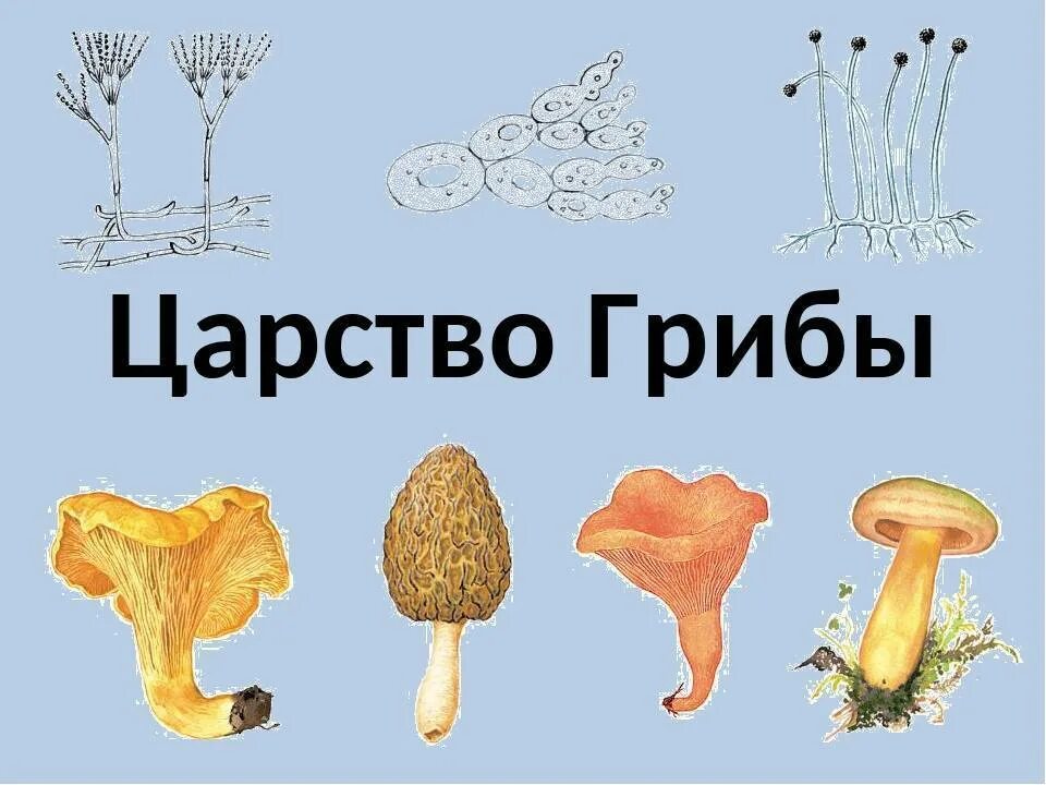 Есть царство грибов. Царство грибы. Представители царства грибов. Изображения представителей царства грибы. Организмы царства грибов.