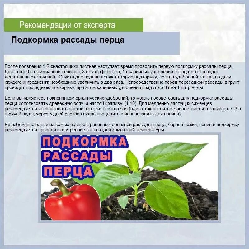 Народные средства для роста перца