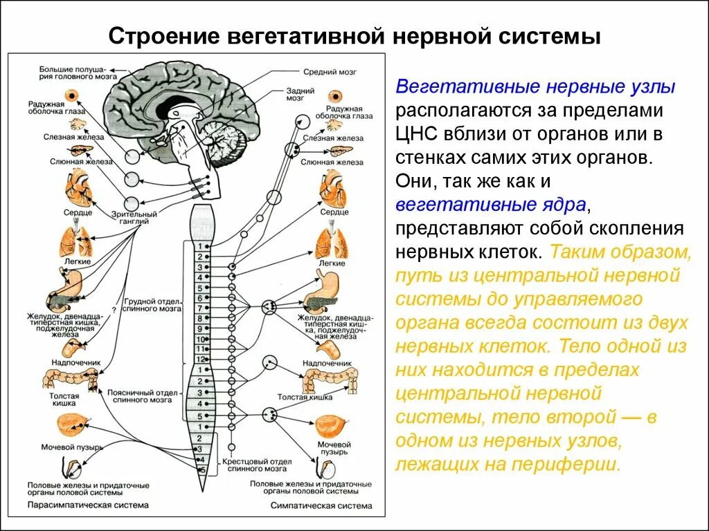 Где расположены нервные узлы парасимпатической нервной. Центры вегетативной нервной системы спинного мозга. ядра симпатической и парасимпатической нервной системы. схема парасимпатической нервной системы. вегетативная нервная система средний мозг.