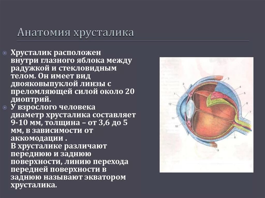 Практическая работа принцип работы хрусталика биология. Анатомия хрусталика офтальмология. Хрусталик глаза анатомия. Хрусталик глаза строение и функции. Анатомическое строение хрусталика.