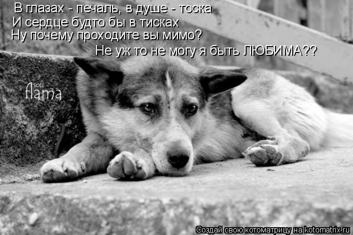 люби меня мем. дуюсь. мемы огорчение. кот печаль мем. ты меня разбудил.