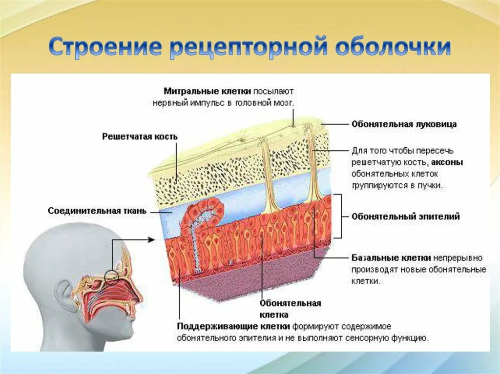 Структура обонятельной системы