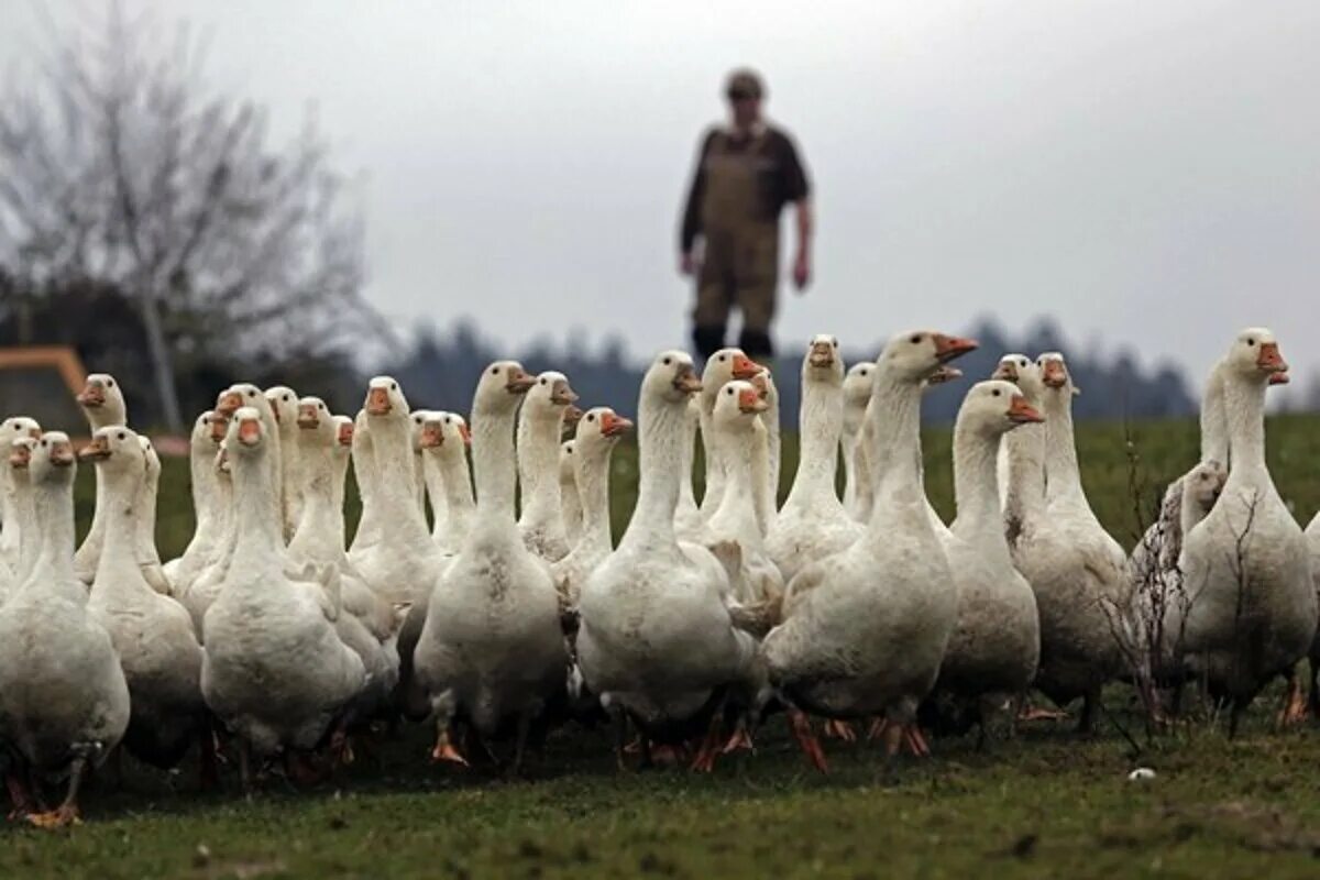 Пас гусей. Пас гусей. Мальчик пасет гусей. Пасти гусей. Пасти гусей.
