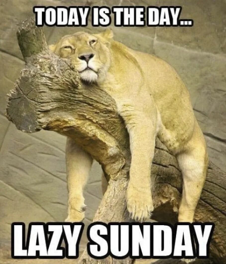 Lazy Day. Funny Sunday. Today is Lazy Day. Which Lazy are you today. Sunday fun