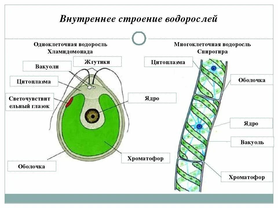 Хламидомонада и спирогира. Водоросли строение водорослей хламидомонада. Водоросли строение многоклеточных зеленых водорослей. Многоклеточные водоросли строение клетки. Строение многоклеточных зеленых водорослей.