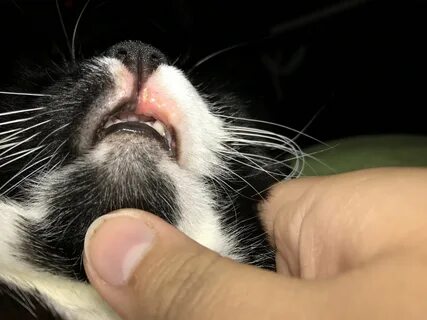 Опухшая кошка