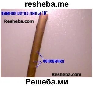 Строение ветки дерева лабораторная работа 6 класс
