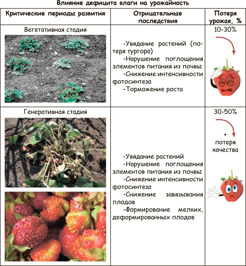 Схема удобрение земляники. Схема удобрения клубники. Схема подкормка для ягод. Подкормки земляники по фазам развития.