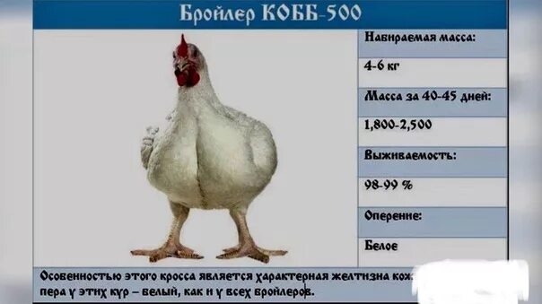 Характеристика кроссов