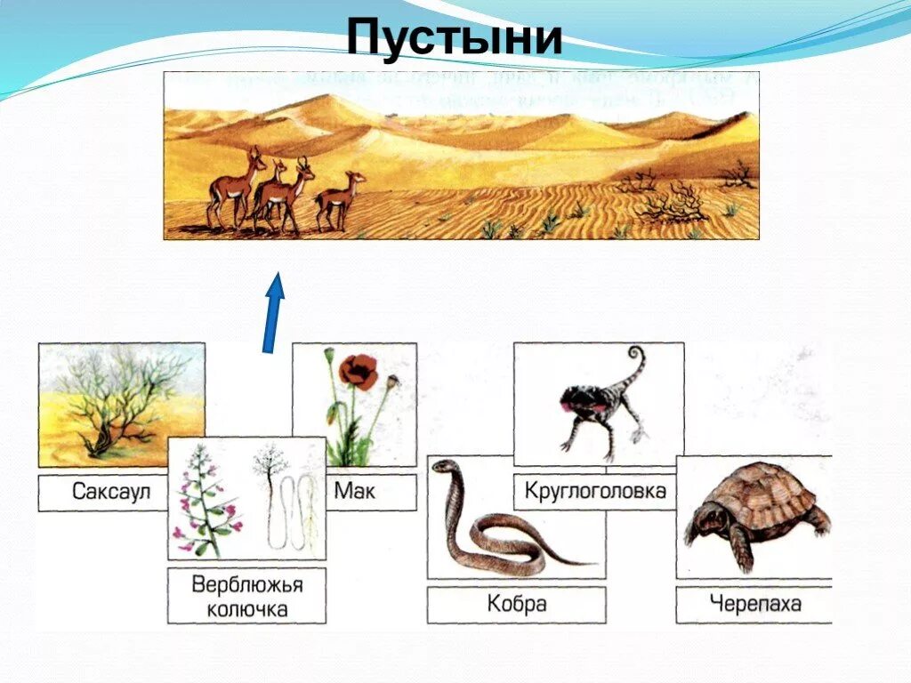 Схема цепи питания пустыни