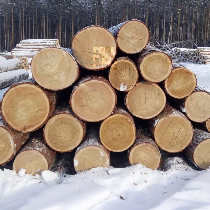 Кедр кругляк. Лес кругляк лиственница. Дерево в строительстве. Дерево кругляк. Лес пиловочник.