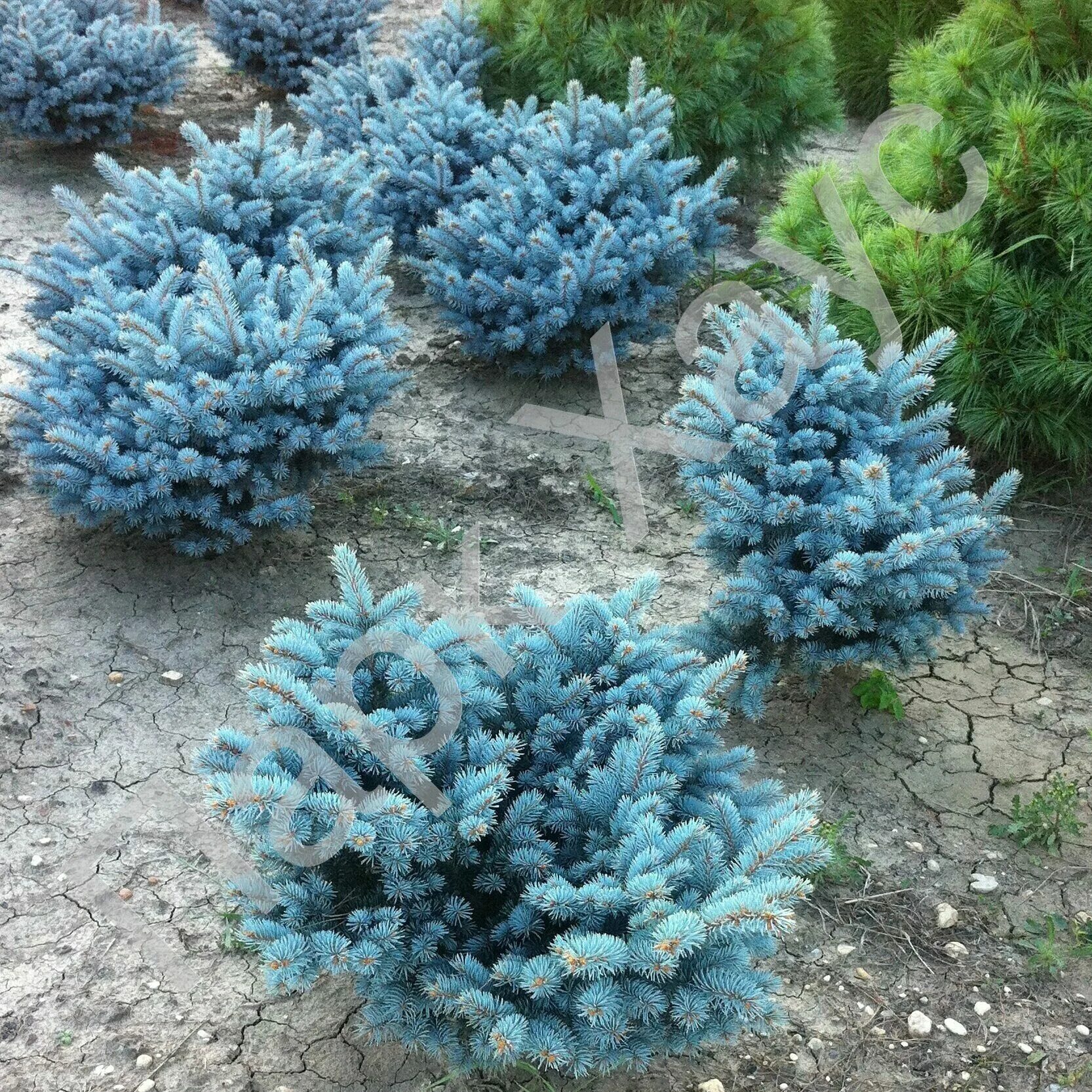 Ель колючая glauca globosa. Ель Глаука Глобоза шаровидная. Ель голубая Глаука Глобоза. Ель колючая голубая "glauca globosa".