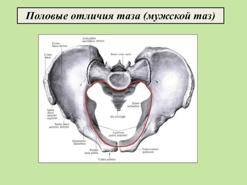 Половые различия женщин. Кости таза половые отличия. Половые различия в строении таза. Половые отличия строения таза. Половые различия таза таблица.