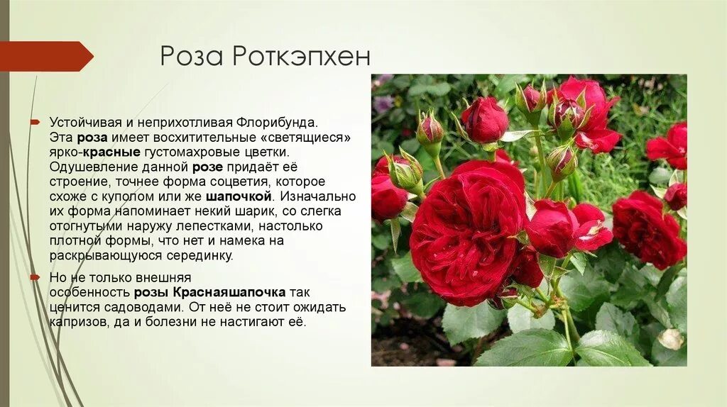 Какой тип соцветия у розы. Розоцветные соцветие зонтик. Тип соцветия розы. Тип соцветия розы. Тип соцветия щиток.