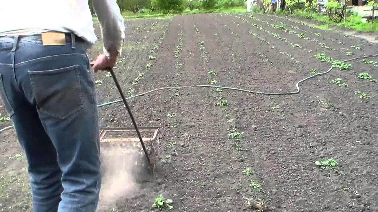 Как быстро прополоть картошку