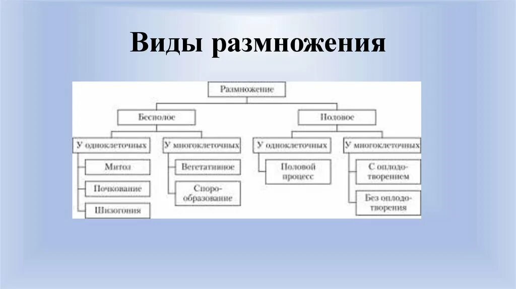 Каким видом размножается. Виды размножения. Размножение виды размножения. Виды разведения. Основные формы( типы) размножения.