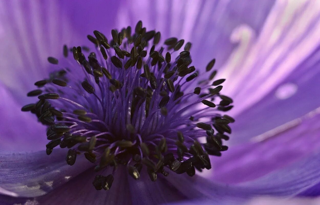 Фиолетовый близкий по значению. Purple anemone. анемоны пурпурные. лаванда анемона. анемон цветок фиолетовый.