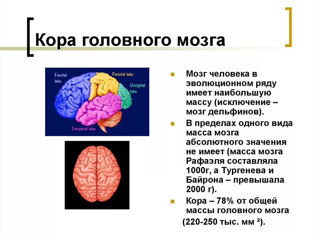 Нарушение коры полушарий. Анатомия коры головного мозга неврология. Ирритация коры головного мозга. Корковые и подкорковые структуры мозга.