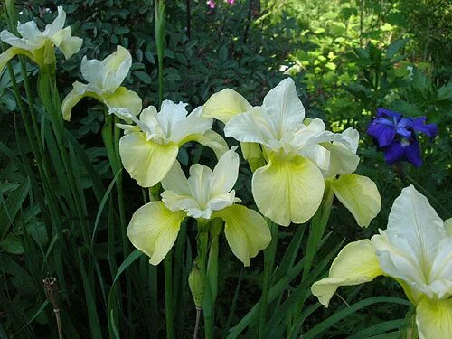 Ирис шуга. Ирис сибирский (iris sibirica `butter and sugar`). ирис сибирский баттер энд шугар. ирис сибирский йеллоу тейл. ирис сибирский саммер ревелс.